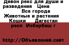 Девон рекс для души и разведения › Цена ­ 20 000 - Все города Животные и растения » Кошки   . Дагестан респ.,Избербаш г.